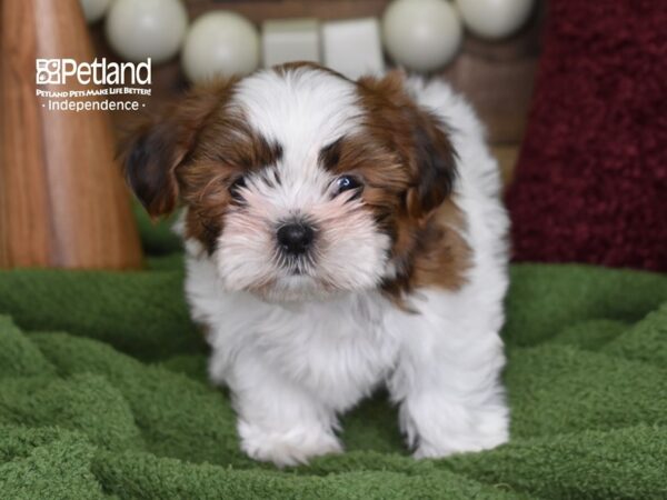 Shorkie Tzu-DOG-Female-Tan & White-4707-Petland Lee's Summit, MO