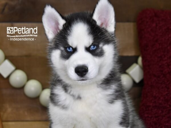 Siberian Husky-DOG-Male-Black & White-4728-Petland Lee's Summit, MO