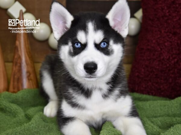 Siberian Husky-DOG-Male-Black & White-4729-Petland Lee's Summit, MO