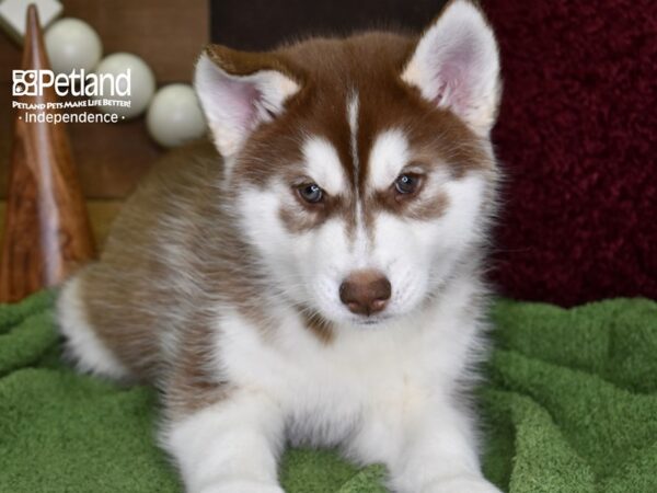 Siberian Husky-DOG-Male-Red & White-4730-Petland Lee's Summit, MO