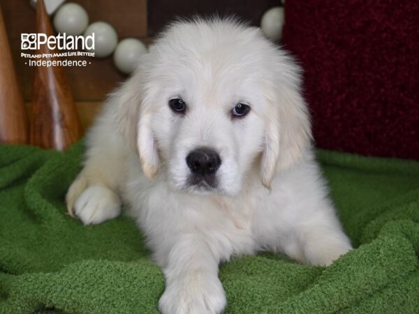 Golden Retriever-DOG-Male-Light Golden-4723-Petland Lee's Summit, MO