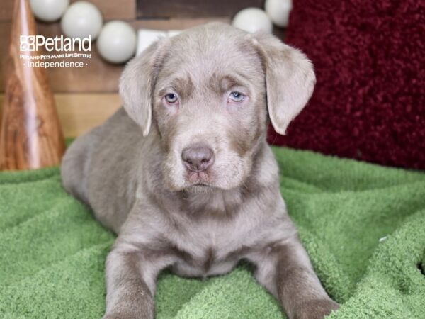 Labrador Retriever-DOG-Male-Silver-4722-Petland Lee's Summit, MO