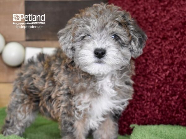 Miniature Goldendoodle 2nd Gen-DOG-Male-Blue Merle-4719-Petland Lee's Summit, MO
