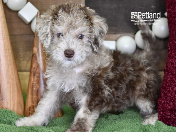 Miniature Goldendoodle 2nd Gen-DOG-Male-Chocolate Merle-4718-Petland Lee's Summit, MO