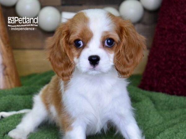 Cavalier King Charles Spaniel-DOG-Female-Blenheim-4717-Petland Lee's Summit, MO
