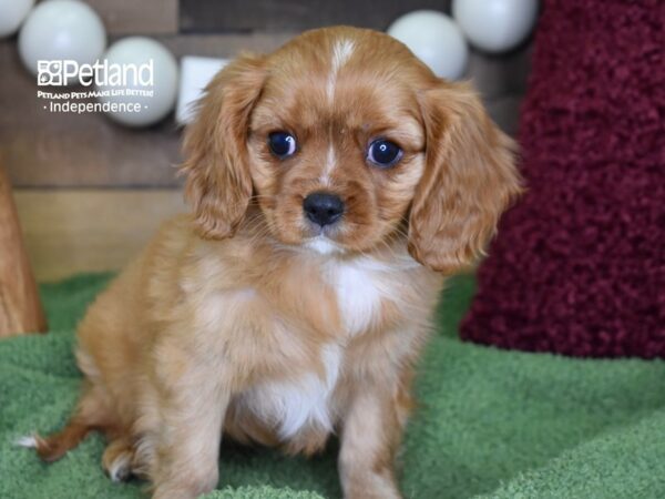 Cavalier King Charles Spaniel-DOG-Female-Ruby-4716-Petland Lee's Summit, MO