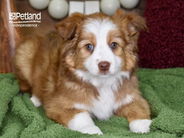 Miniature Australian Shepherd-DOG-Female-Red Sable-4732-Petland Lee's Summit, MO
