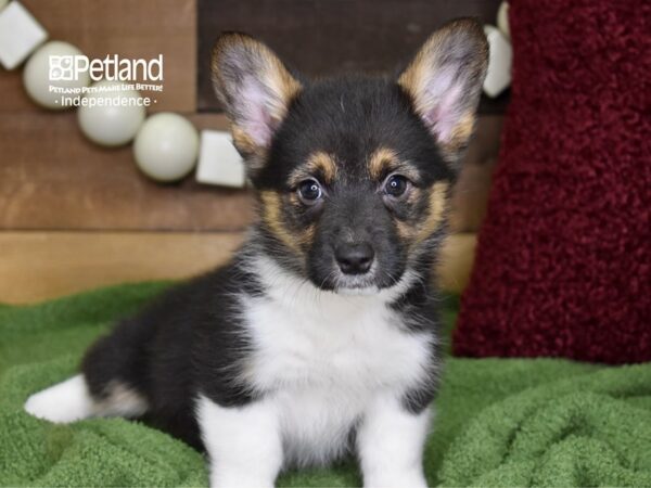 Pembroke Welsh Corgi-DOG-Female-Black Tri-4737-Petland Lee's Summit, MO