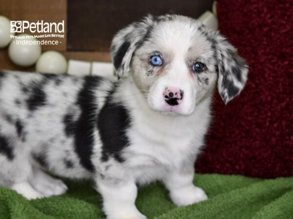 Cardigan Welsh Corgi-DOG-Female-Blue Merle-4735-Petland Lee's Summit, MO