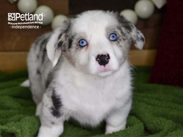 Cardigan Welsh Corgi-DOG-Male-Blue Merle-4734-Petland Lee's Summit, MO