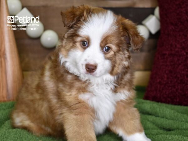 Miniature Australian Shepherd-DOG-Male-Red Sable-4733-Petland Lee's Summit, MO