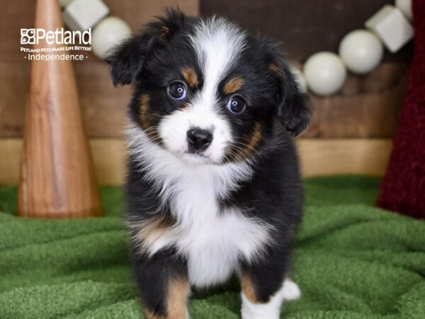 Toy Australian Shepherd-DOG-Male-Black Tri-4731-Petland Lee's Summit, MO