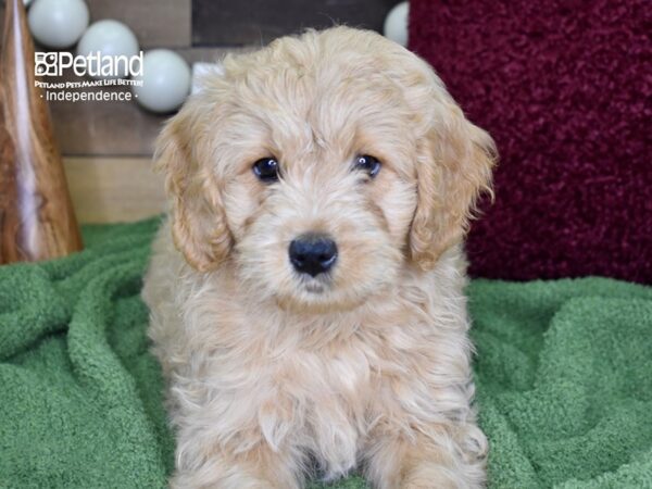 Miniature Goldendoodle-DOG-Male-Golden-4727-Petland Lee's Summit, MO