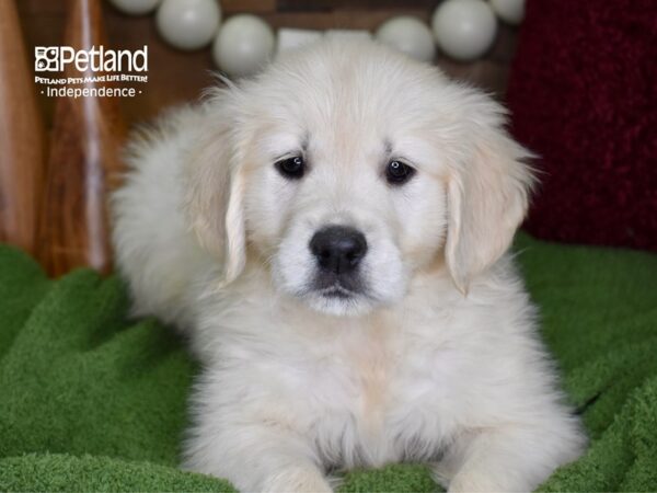 Golden Retriever-DOG-Female-Light Golden-4725-Petland Lee's Summit, MO