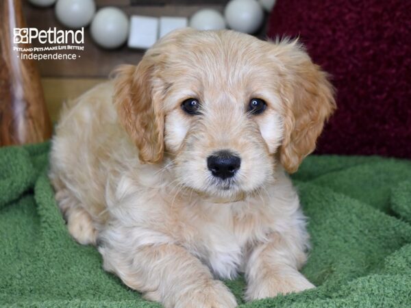 Miniature Goldendoodle-DOG-Male-Golden-4726-Petland Lee's Summit, MO