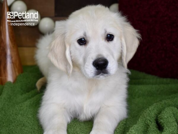 Golden Retriever-DOG-Male-Light Golden-4724-Petland Lee's Summit, MO