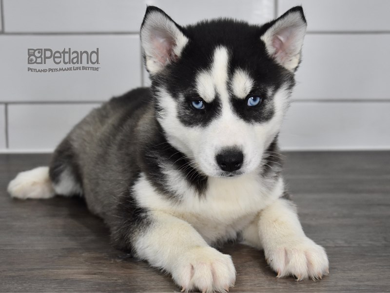 Siberian Husky-DOG-Male-Black & White-3448594-Petland Lee's Summit, Missouri