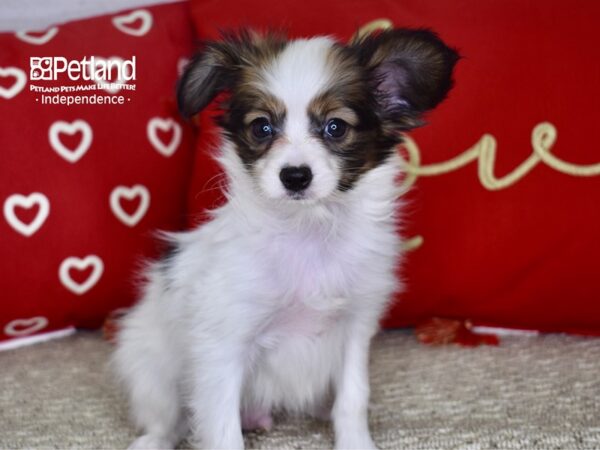 Papillon-DOG-Male-Sable & White-4769-Petland Lee's Summit, MO