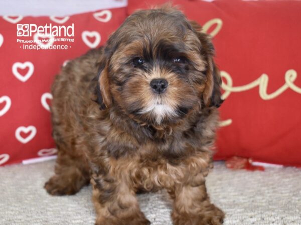 Shih Poo-DOG-Male-Dark Gold-4767-Petland Lee's Summit, MO