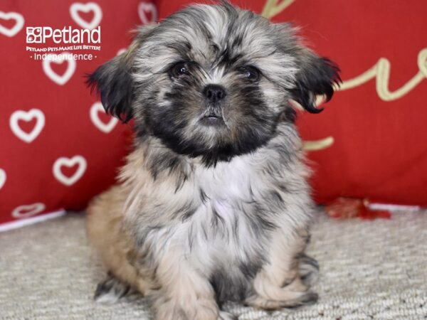 Shih Tzu-DOG-Female-Gold, Black Mask-4766-Petland Lee's Summit, MO