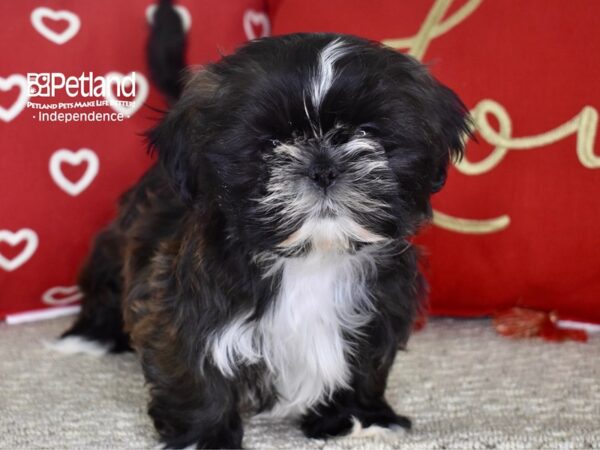 Shih Tzu-DOG-Female-Brindle-4765-Petland Lee's Summit, MO