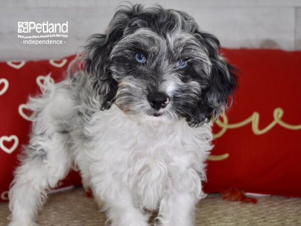 Cockapoo-DOG-Male-Blue Merle Parti-4753-Petland Lee's Summit, MO