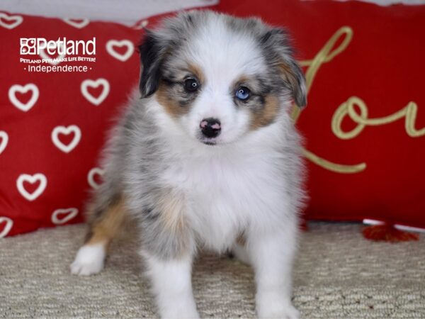 Toy Australian Shepherd-DOG-Male-Blue Merle & White-4750-Petland Lee's Summit, MO