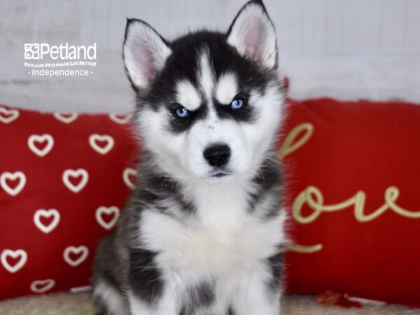 Siberian Husky-DOG-Female-Black & White-4744-Petland Lee's Summit, MO