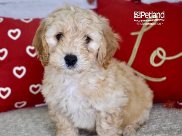 Miniature Goldendoodle 2nd Gen-DOG-Male-Apricot-4757-Petland Lee's Summit, MO