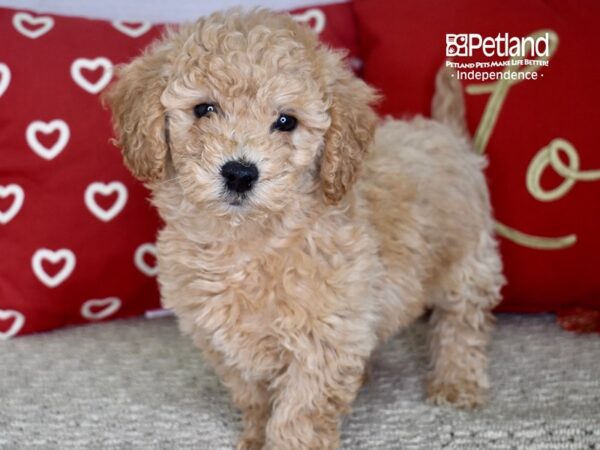 Miniature Goldendoodle 2nd Gen-DOG-Female-Apricot-4758-Petland Lee's Summit, MO