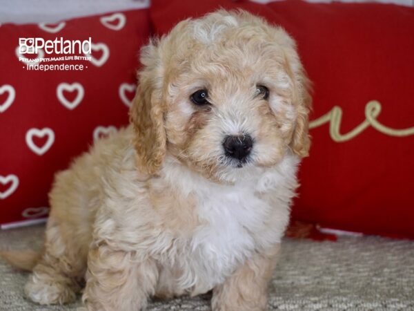 Miniature Goldendoodle 2nd Gen-DOG-Male-Apricot & White-4759-Petland Lee's Summit, MO