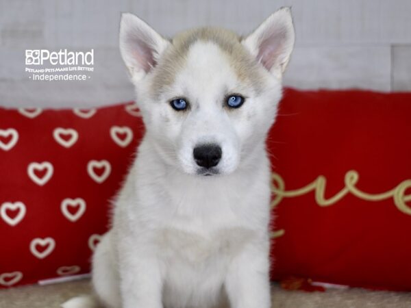 Siberian Husky-DOG-Female-Silver & White-4746-Petland Lee's Summit, MO