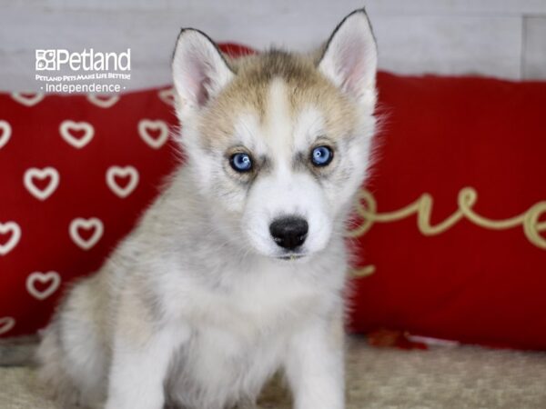 Siberian Husky-DOG-Female-Silver & White-4745-Petland Lee's Summit, MO