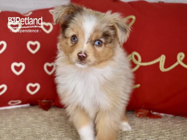 Toy Australian Shepherd-DOG-Male-Red Merle & White-4747-Petland Lee's Summit, MO