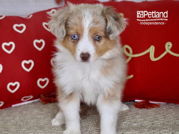 Toy Australian Shepherd-DOG-Female-Red Merle & White-4749-Petland Lee's Summit, MO