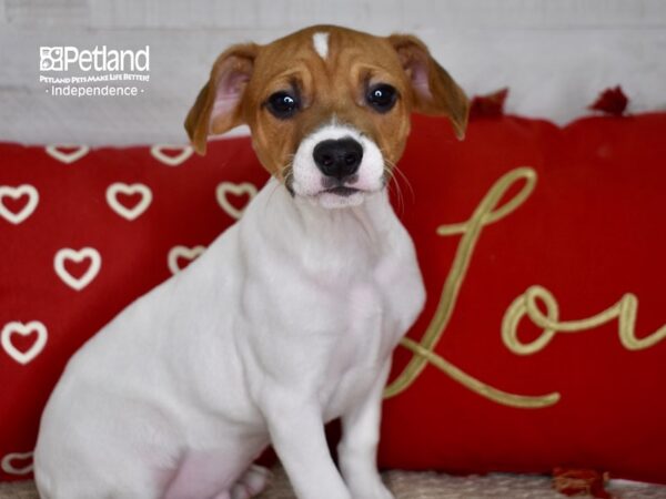 Jack Russell Terrier-DOG-Male-Tan & White-4740-Petland Lee's Summit, MO