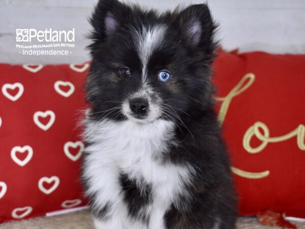 Pomsky 2nd Gen-DOG-Female-Black & White-4742-Petland Lee's Summit, MO