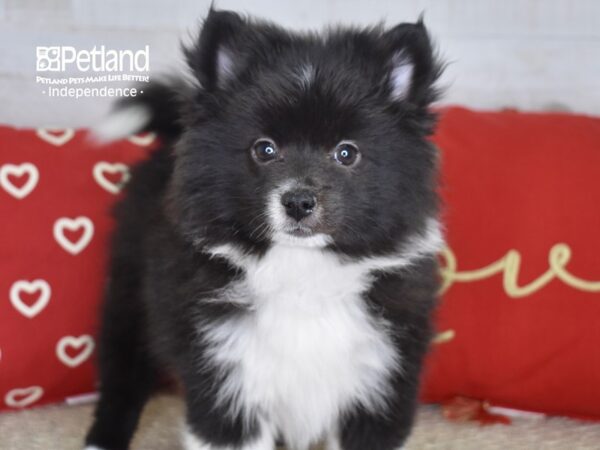 Pomsky 2nd Gen-DOG-Female-Black & White-4743-Petland Lee's Summit, MO
