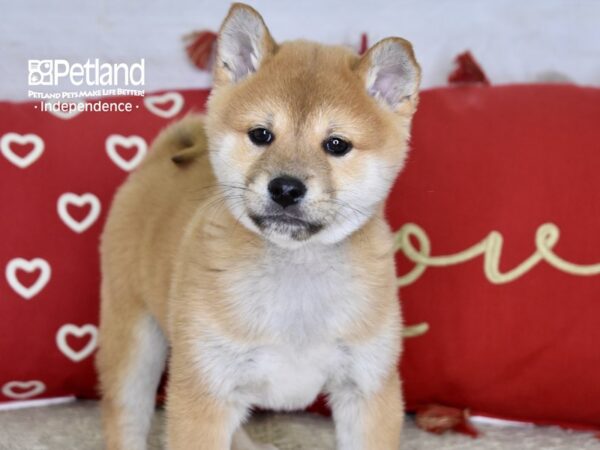 Shiba Inu-DOG-Male-Red Sesame-4775-Petland Lee's Summit, MO