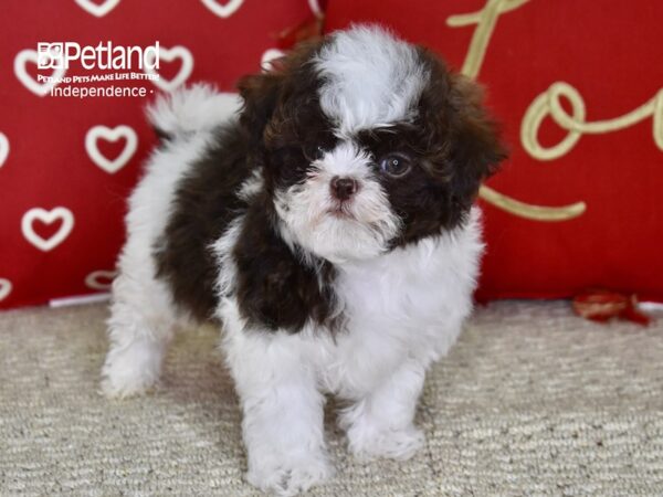 Shih Poo-DOG-Male-Chocolate & White-4771-Petland Lee's Summit, MO