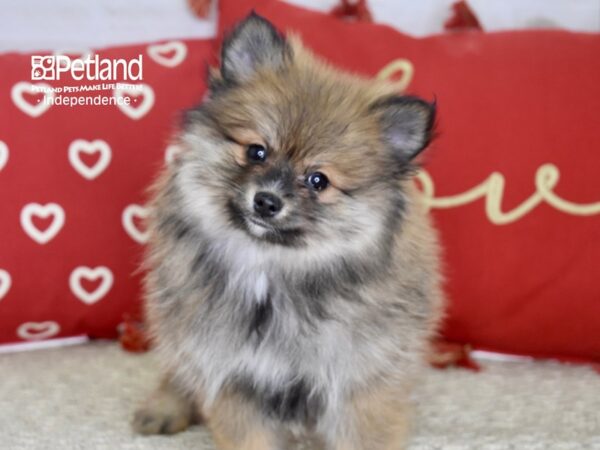 Pomeranian-DOG-Female-Orange Sable-4770-Petland Lee's Summit, MO