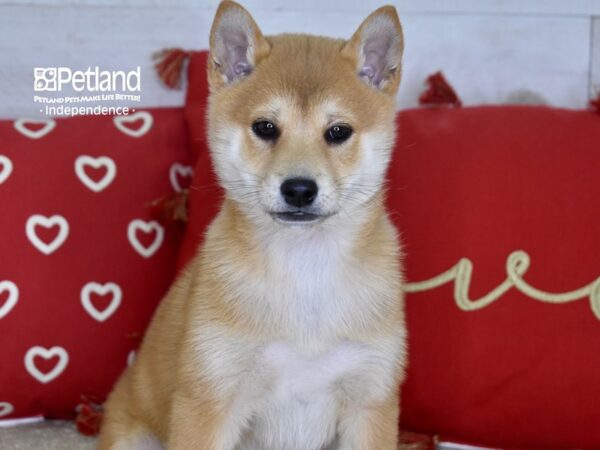 Shiba Inu-DOG-Female-Red Sesame-4772-Petland Lee's Summit, MO