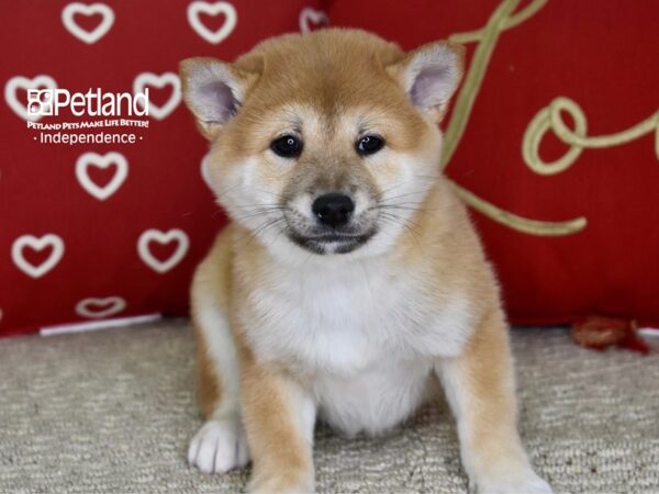 Shiba Inu-DOG-Female-Red Sesame-4773-Petland Lee's Summit, MO