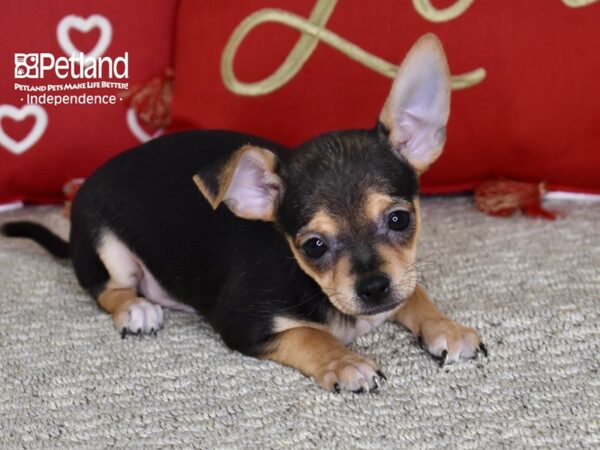 Chihuahua-DOG-Male-Black & Tan-4807-Petland Lee's Summit, MO