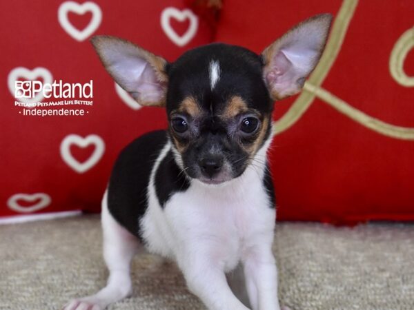 Chihuahua-DOG-Female-Tri-4806-Petland Lee's Summit, MO