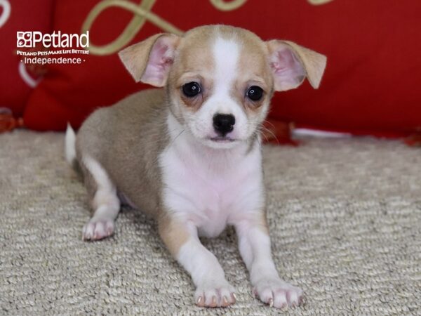 Chihuahua-DOG-Female-Fawn & White-4805-Petland Lee's Summit, MO