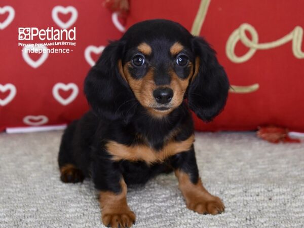 Dachshund-DOG-Female-Black & Tan-4799-Petland Lee's Summit, MO