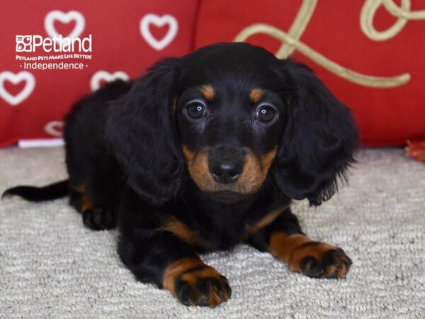 Dachshund-DOG-Male-Black & Tan-4798-Petland Lee's Summit, MO