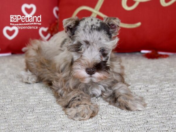 Miniature Schnauzer-DOG-Female-Chocolate Merle-4797-Petland Lee's Summit, MO