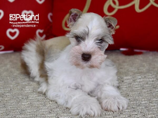Miniature Schnauzer-DOG-Female-White w/ Brown Nose Parti-4796-Petland Lee's Summit, MO